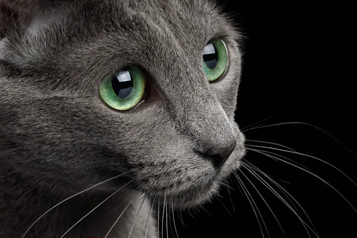 Russian Blue