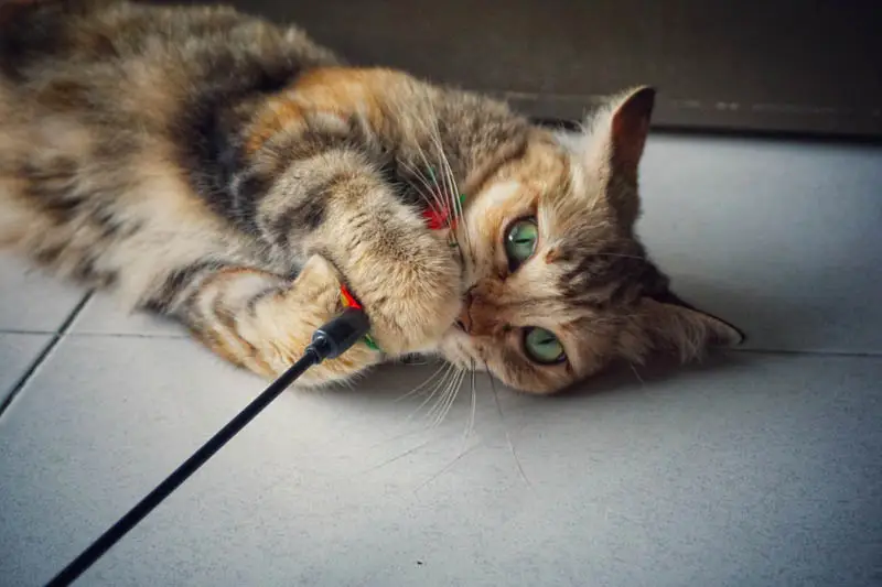 Cat with wand toy