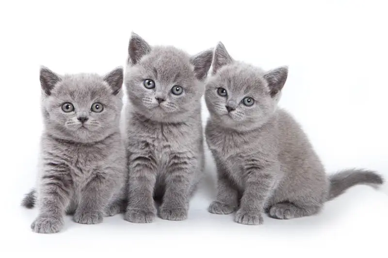 British Shorthair kittens