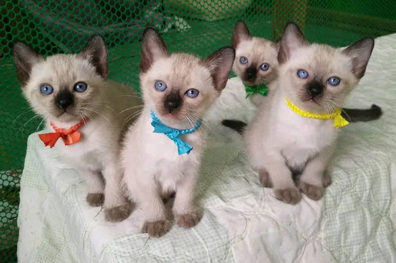 How to tell twin kittens apart