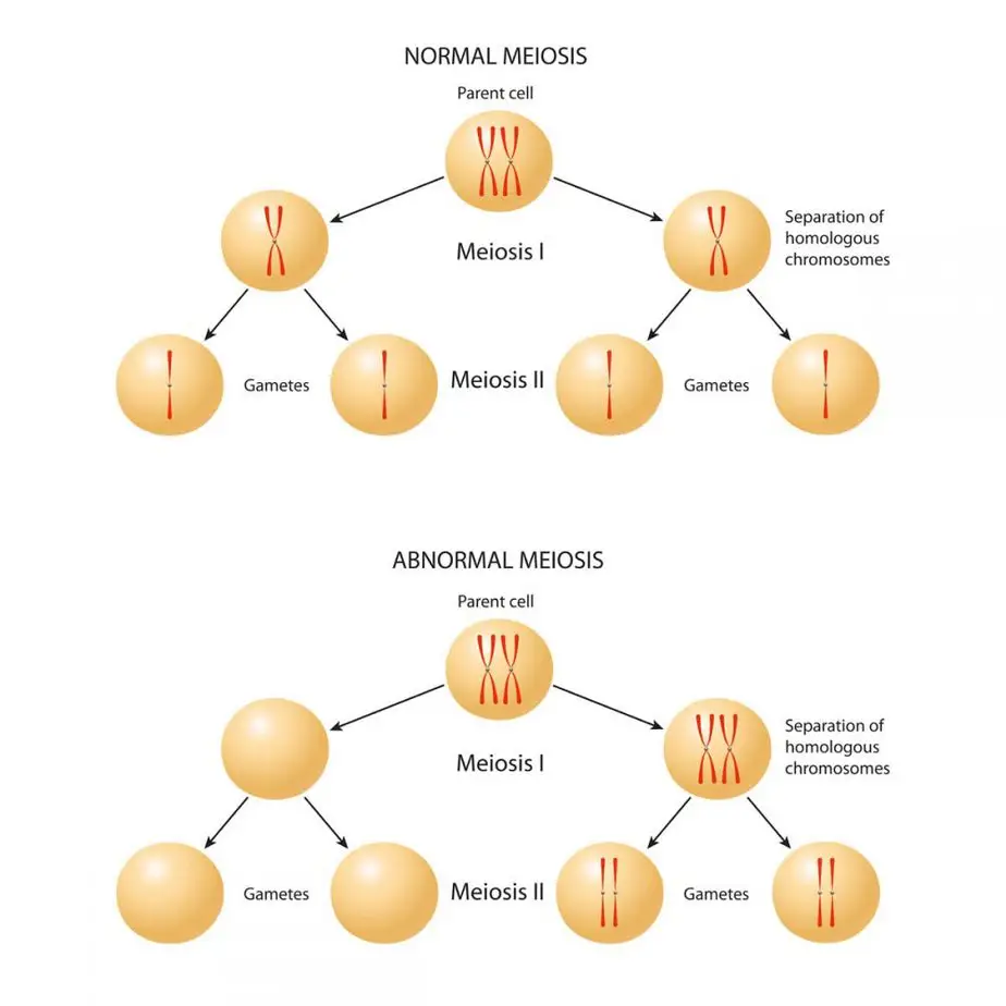 Meiosis
