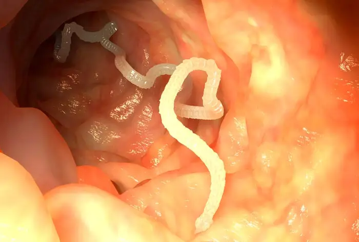 Tapeworm