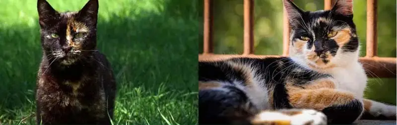 Difference between a calico and caliby cat