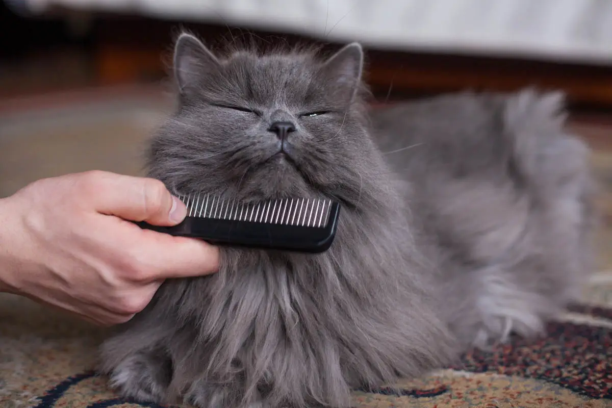 Cat grooming equipment