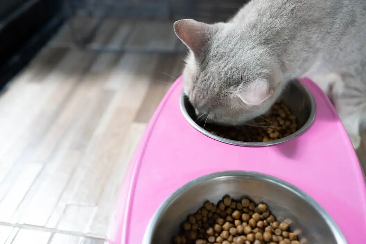 Cat food