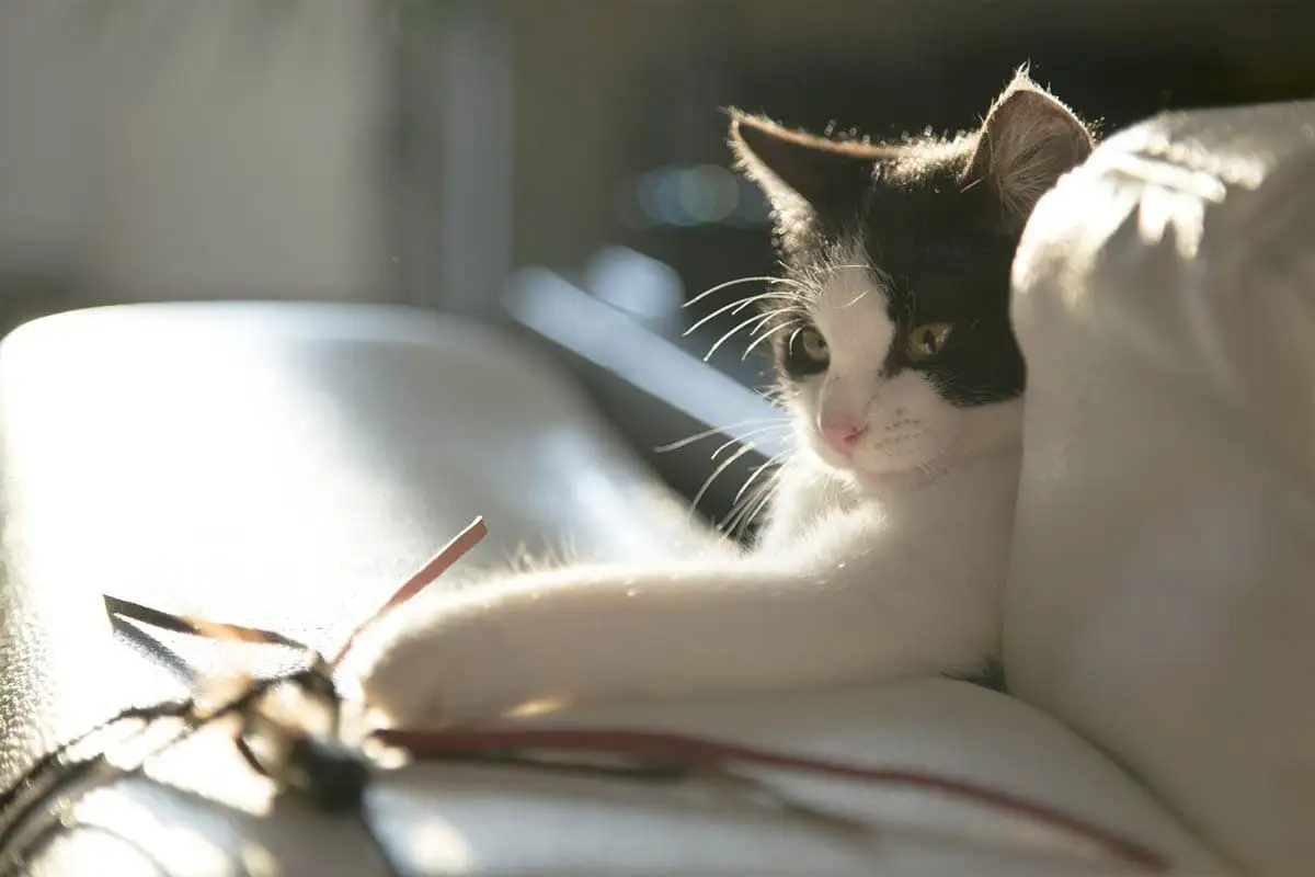 Kitten playing