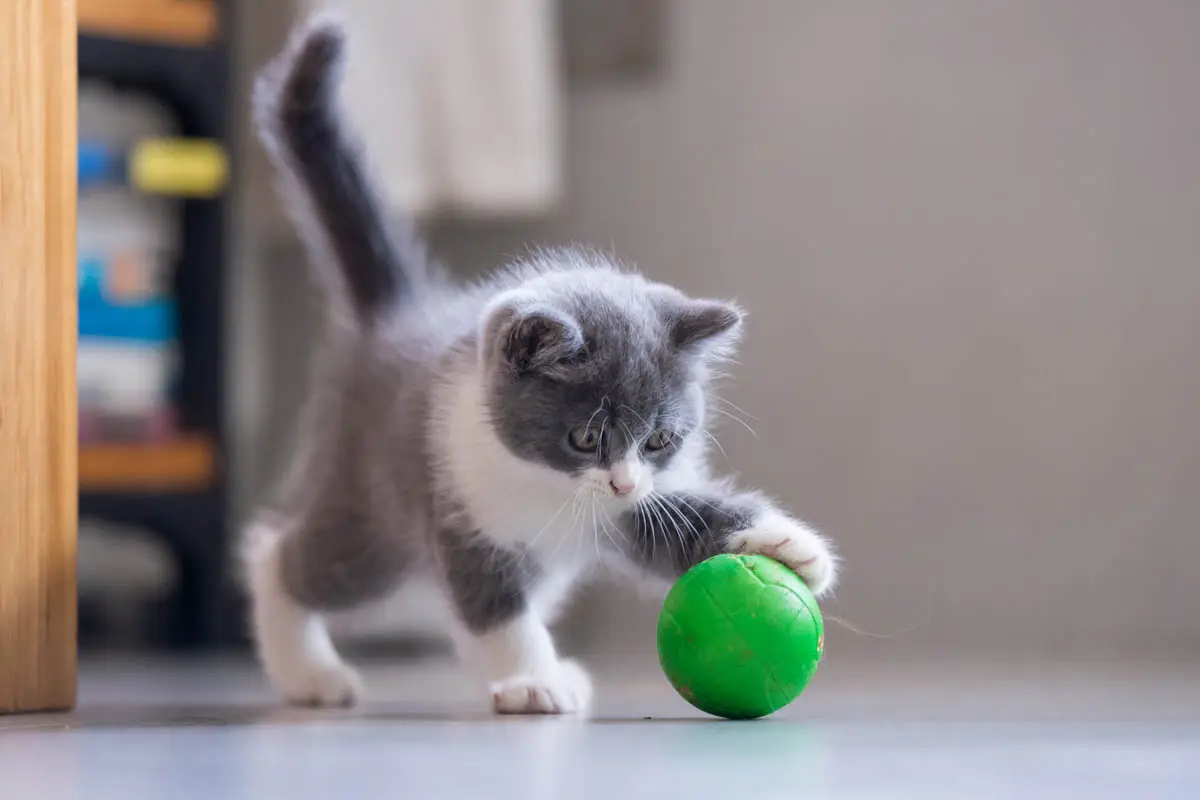Provide plenty of opportunity for a kitten to play