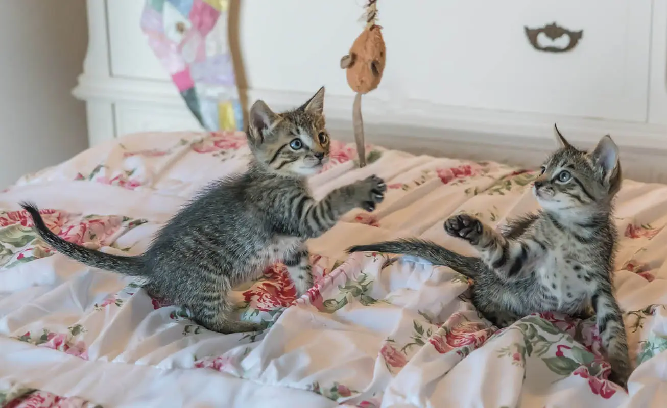 Get a kitten a companion