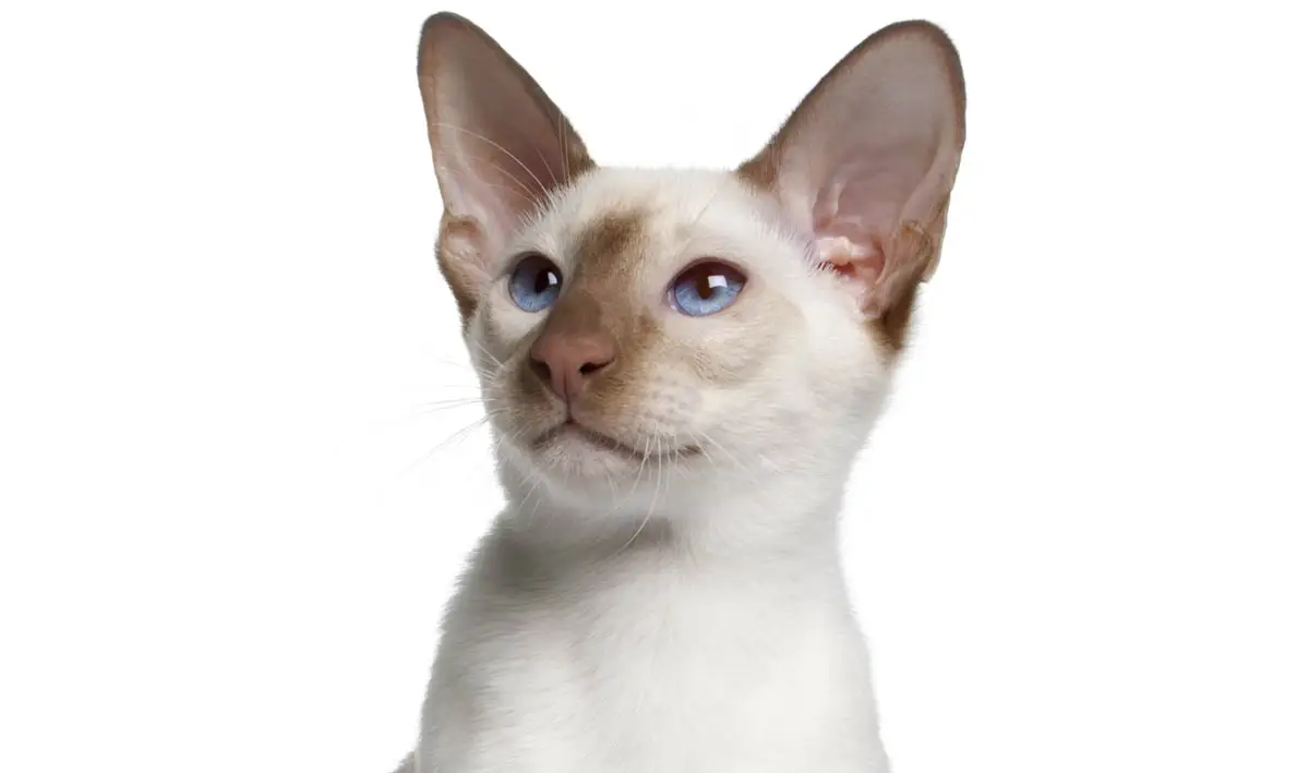 Siamese cat