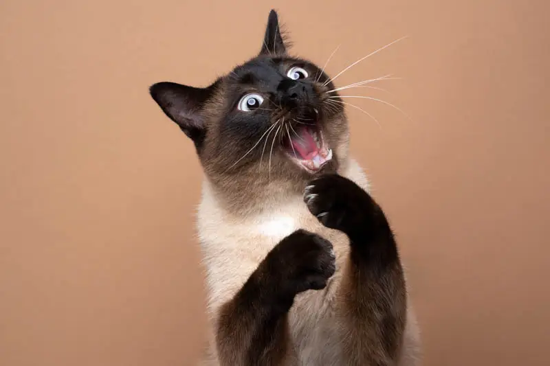 Siamese cat