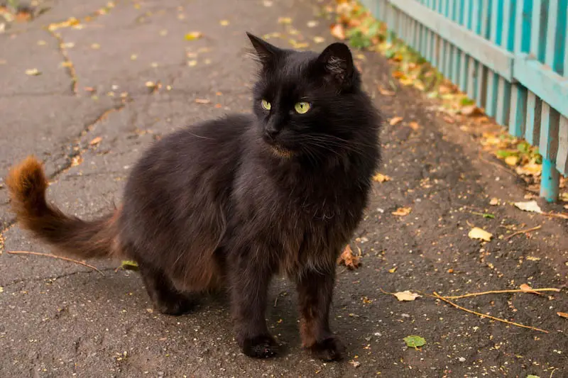 Rusting in black cats