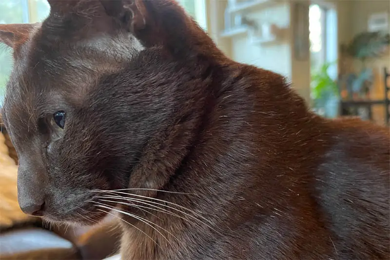 Grey hairs on a brown oriental shorthair