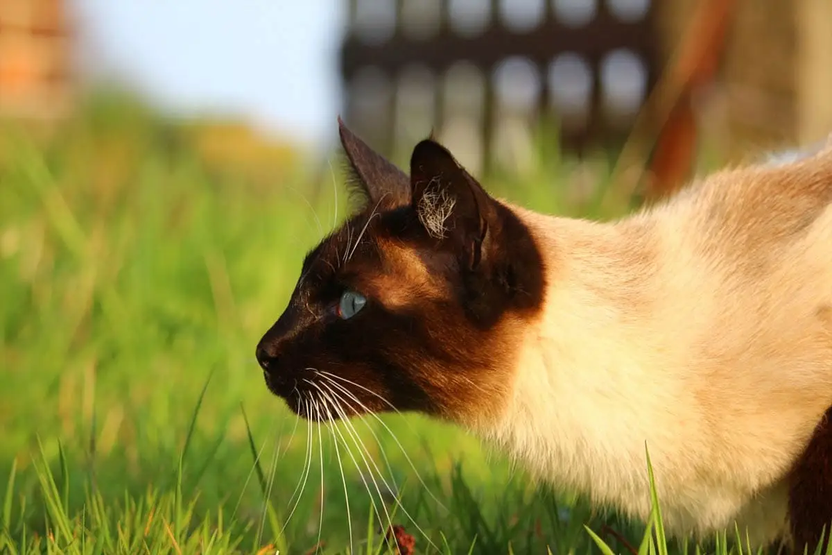 Gatti appuntiti (colorati)