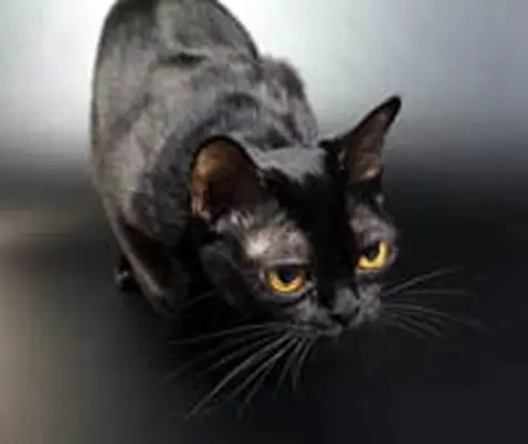 Bombay cat