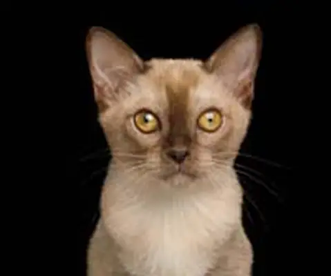 Burmese cat