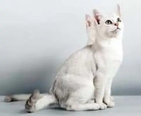 Burmilla cat