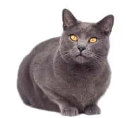 Chartreux cat