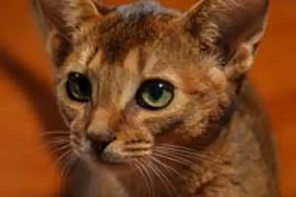 Chausie cat