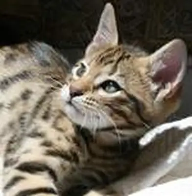 Cheetoh cat