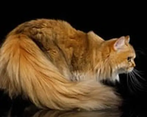Chinchilla cat