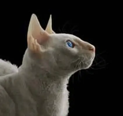 Cornish Rex