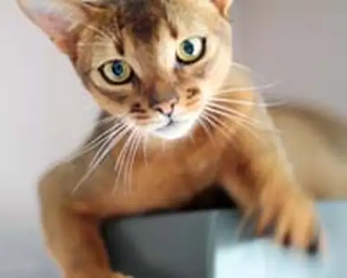 Abyssinian cat