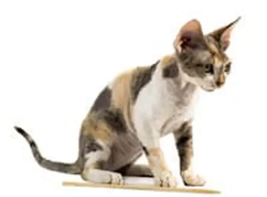 Devon Rex