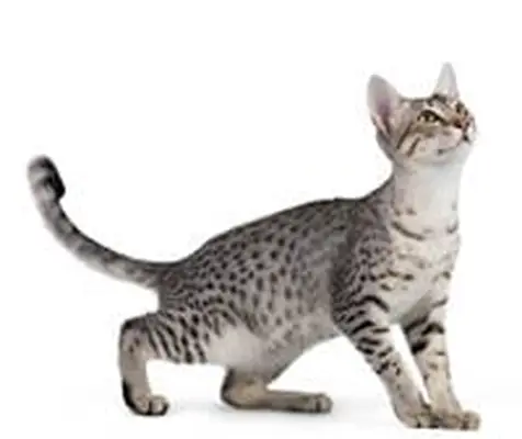 Egyptian Mau