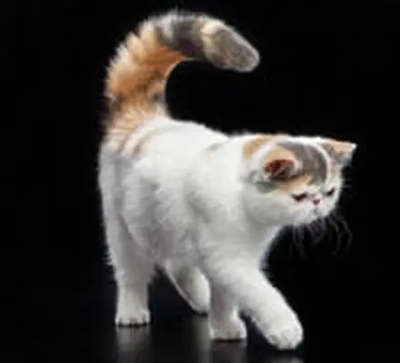 Exotic shorthair cat