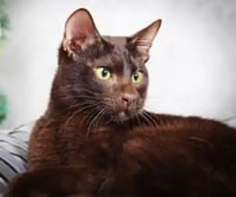 Havana cat