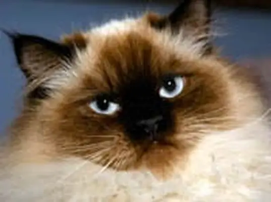 Himalayan cat
