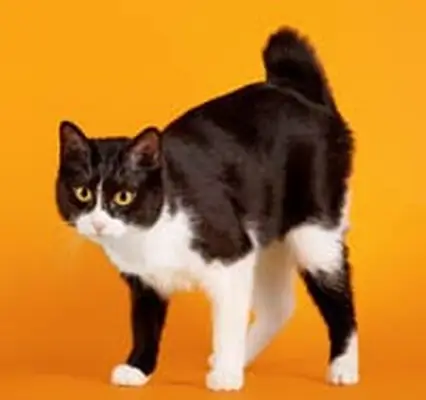 Japanese Bobtail cat