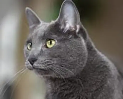 Korat cat