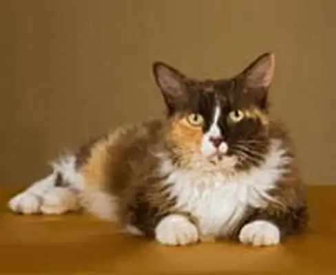 LaPerm cat