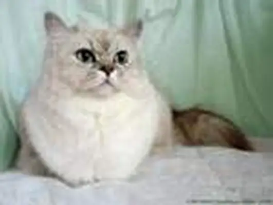 Longhaired Burmilla
