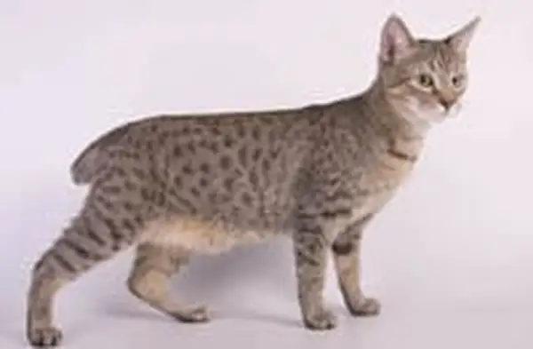 American Bobtail cat