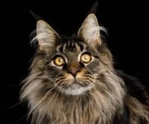 Maine Coon cat