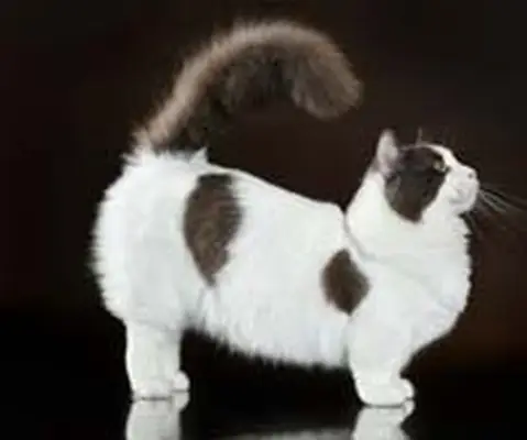 Munchkin cat