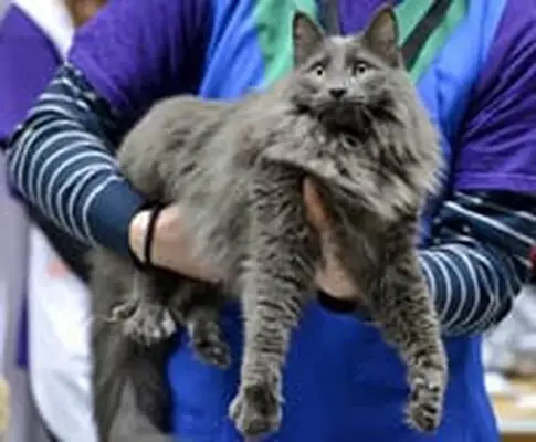 Nebelung cat