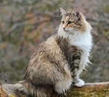Norwegian Forest Cat