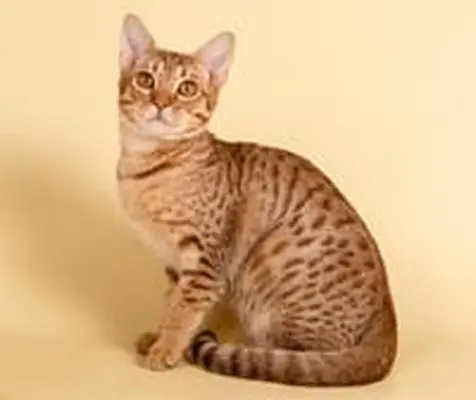 Ocicat