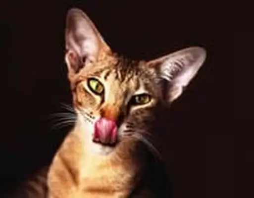 Oriental cat