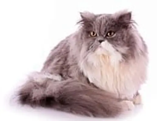 Persian cat