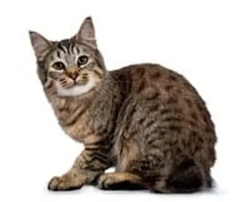 Pixie-bob cat
