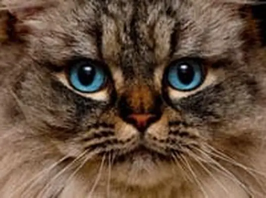 Ragamuffin cat