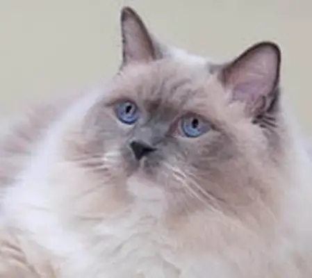Ragdoll cat