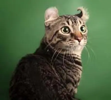 American Curl