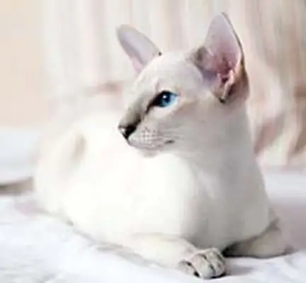 Siamese cat