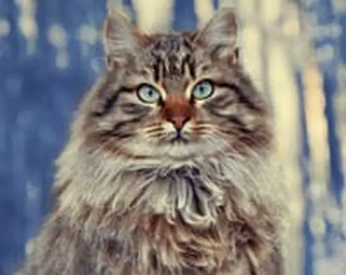 Siberian cat