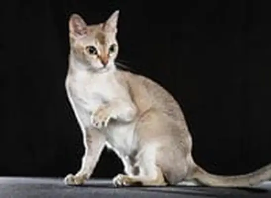 Singapura cat